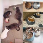 1720550802084-c22f126c1bb142d8a7d383c735819947-goods